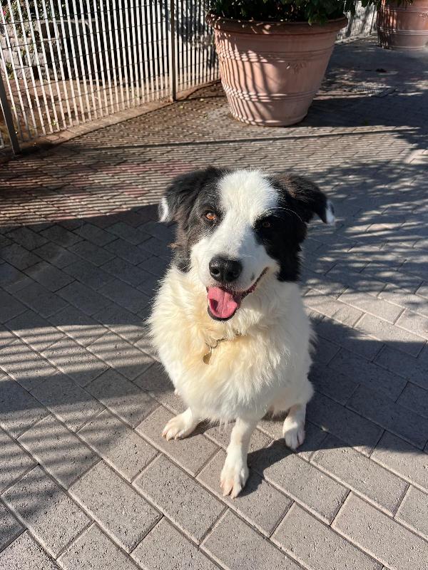 SIMBA MAREMMANO Foto 9